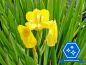 Preview: Iris pseudoacorus variegata - gelbe SchwertlilieIris pseudoacorus - gelbe Schwertlilie